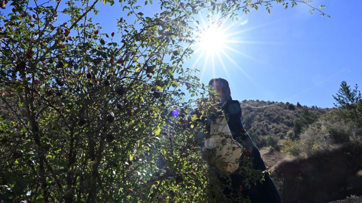 dikenli gul icin zorlu yolculuk basladi 2 gun suruyor 9VUVcdja