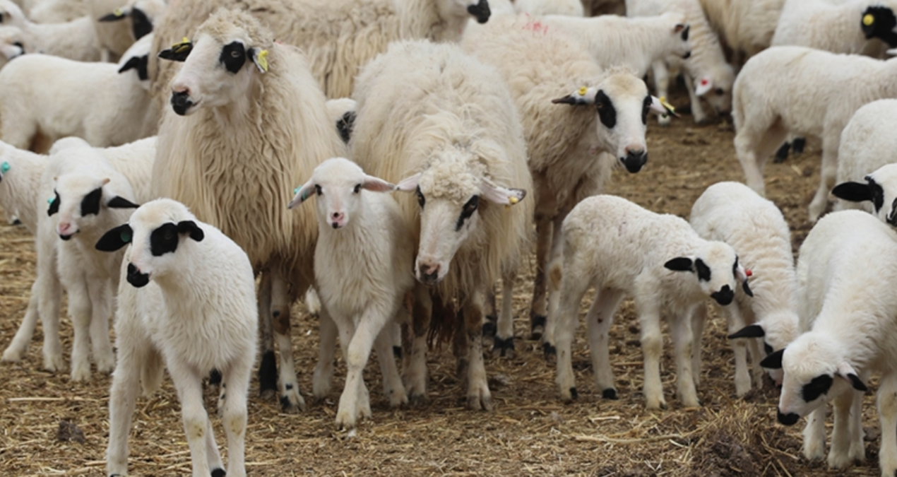 erzincanda kaybolan 300 koyun iha destegi ile bulundu MqNY9Cpq