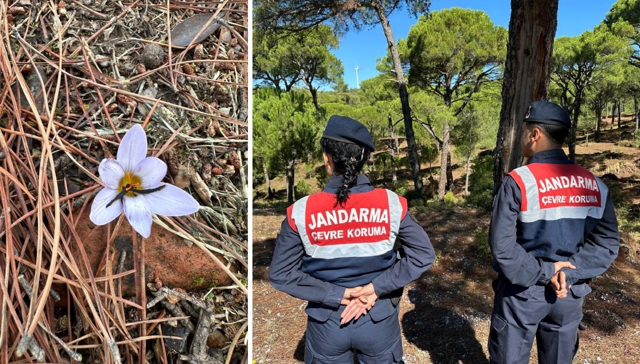 bu cicegi koparmanin cezasi 557 bin tl BN6QUQJ2