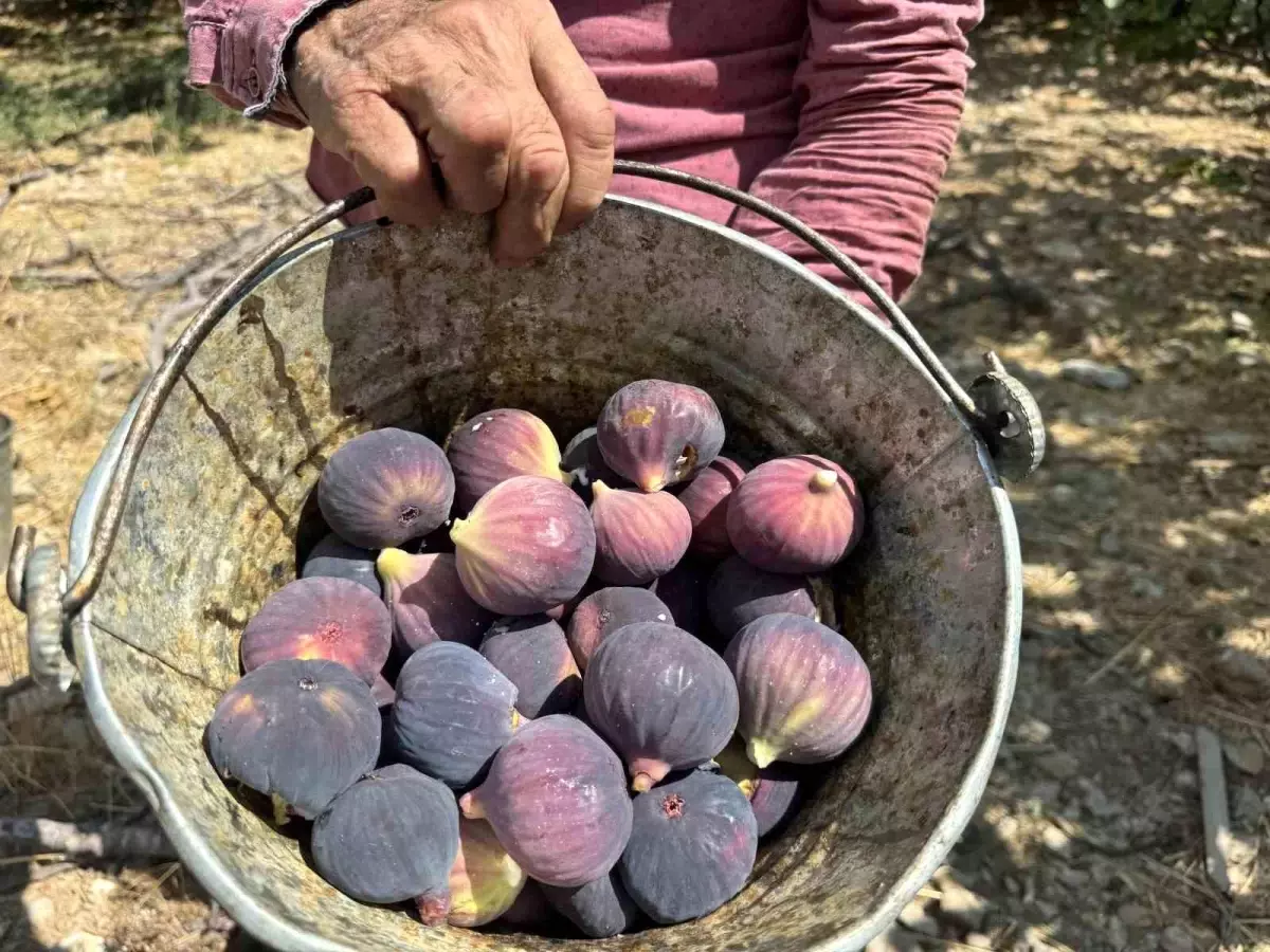 bursa siyah incirinde dusuk rekolte 4b8sMeOr.jpg