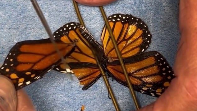 kelebege ikinci sans kanat nakliyle yeniden uctu NczzvHdR