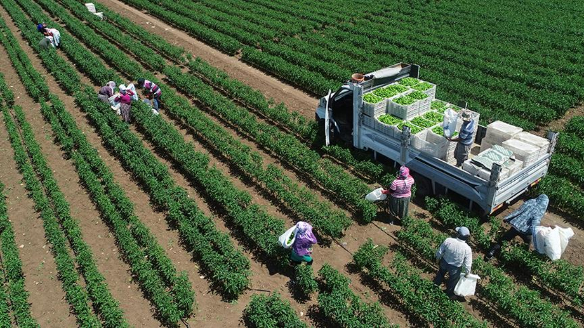 tarimsal uretimde rekor turkiye dunyada 7 avrupada 1inci siraya yerlesti EgU6qnG4.jpg