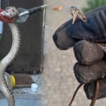 Bir kenti yilanlar sardi evlere kadar girmeye basladilar bir gunde 10 vaka geliyor ujrAFiAA