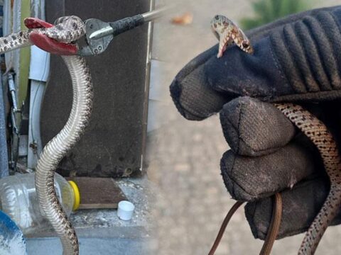 Bir kenti yilanlar sardi evlere kadar girmeye basladilar bir gunde 10 vaka geliyor ujrAFiAA