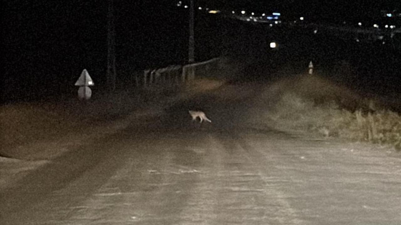 Sivasta yola inen tilki cep telefonu kamerasina yansidi W89lbeOG